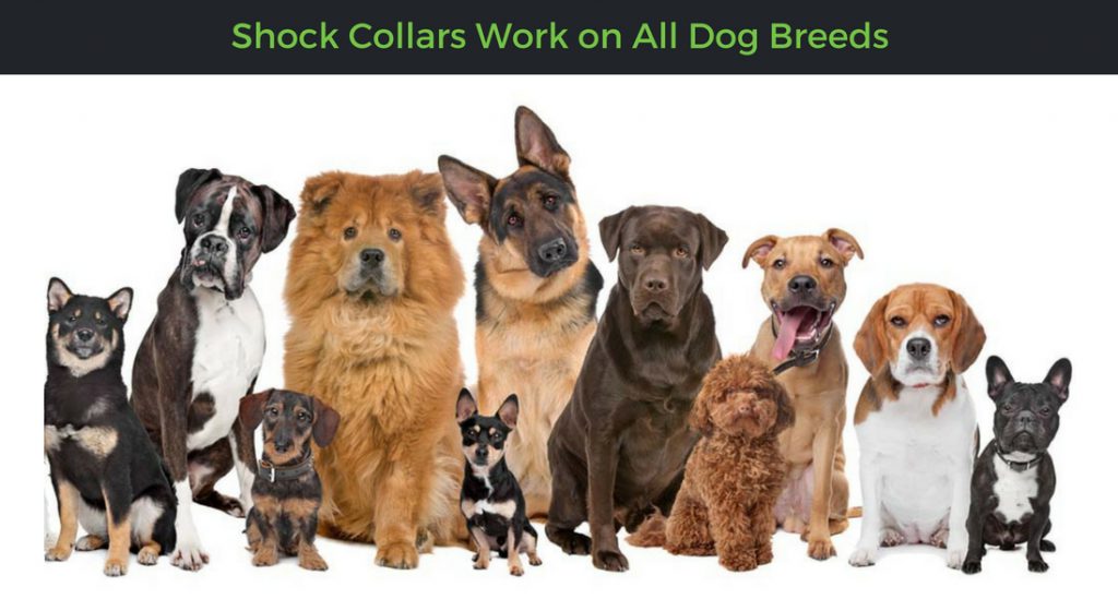 Types of Dog Shock Collars