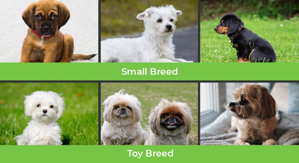 Dog Food and Dog Breeds Without Name