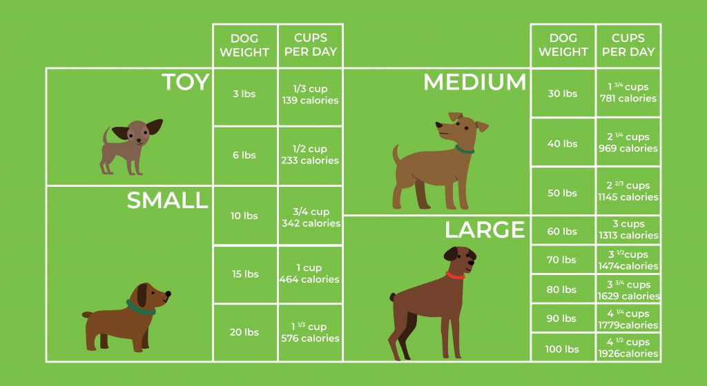 How Much Should You Feed Your Dog