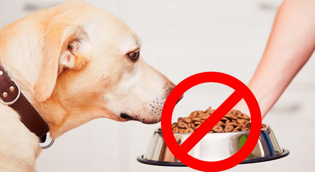 Signs That You Shouldn_t Use a New Bag of Dog Food