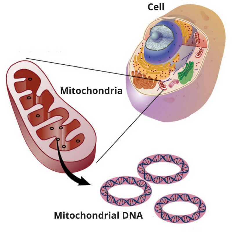 Types of DNA Tests - What is a Mitochondrial DNA Test - WITH TEXT-